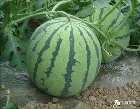 免费吃瓜的平台,畅享娱乐盛宴,轻松解锁精彩瞬间 第3张 免费吃瓜的平台,畅享娱乐盛宴,轻松解锁精彩瞬间 第3张