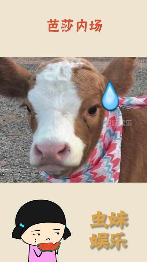 娱乐吃瓜酱羊,揭秘娱乐圈那些不为人知的幕后故事  第1张